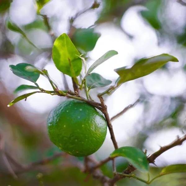 Tahitian Lime Seeds