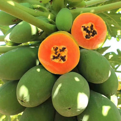 Taiwan Red Lady Papaya Seeds 