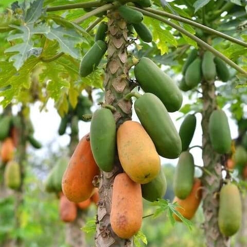 Taiwan Red Lady Papaya Seeds 