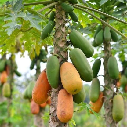 Taiwan Red Lady Papaya Seeds 