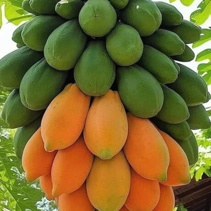 Taiwan Red Lady Papaya Seeds 