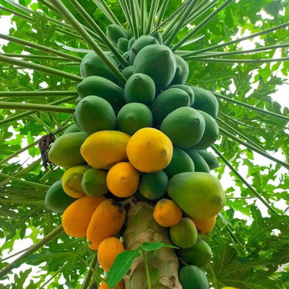 Taiwan Red Lady Papaya Seeds 