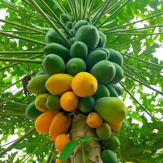 Taiwan Red Lady Papaya Seeds 