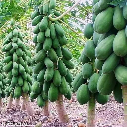 Taiwan Red Lady Papaya Seeds 