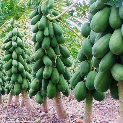 Taiwan Red Lady Papaya Seeds 