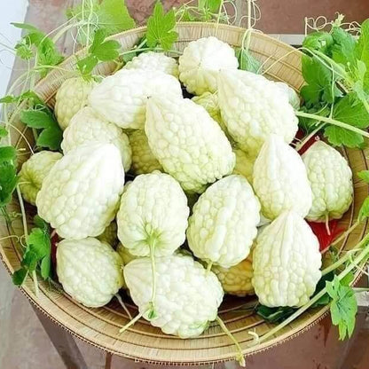 Taiwanese Bitter Melon Seeds