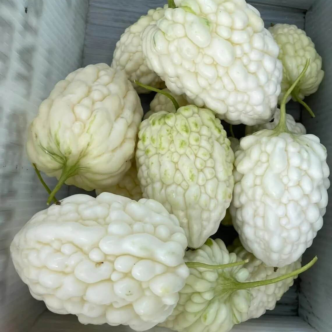 Taiwanese Bitter Melon Seeds