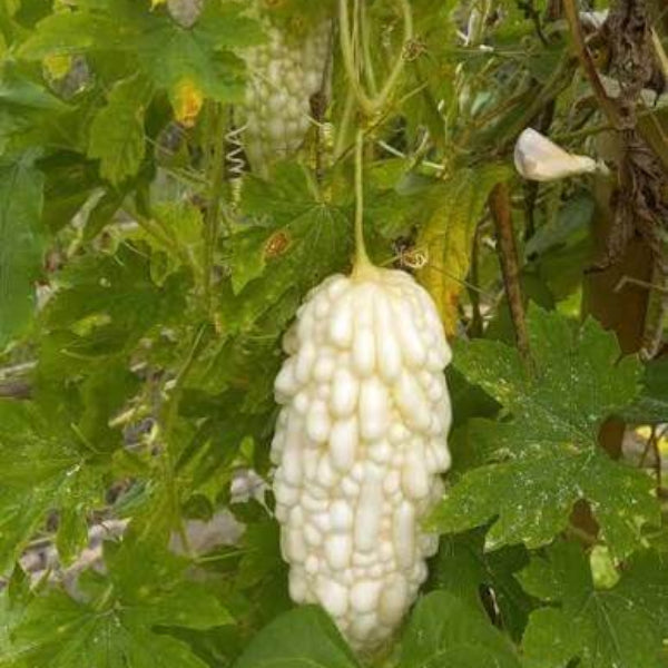 Taiwanese Bitter Melon Seeds