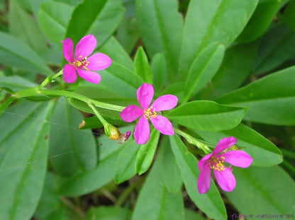 Limon Talinum Seeds - Heirloom Flower Plant for Home Gardens