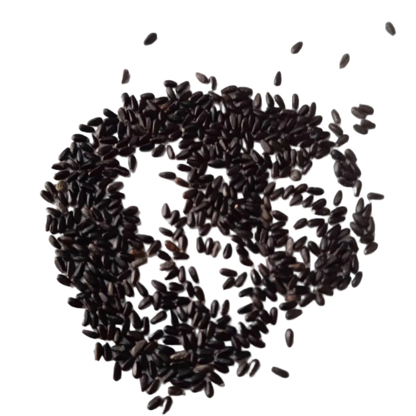 Tall Aromatic Lemongrass Seeds 