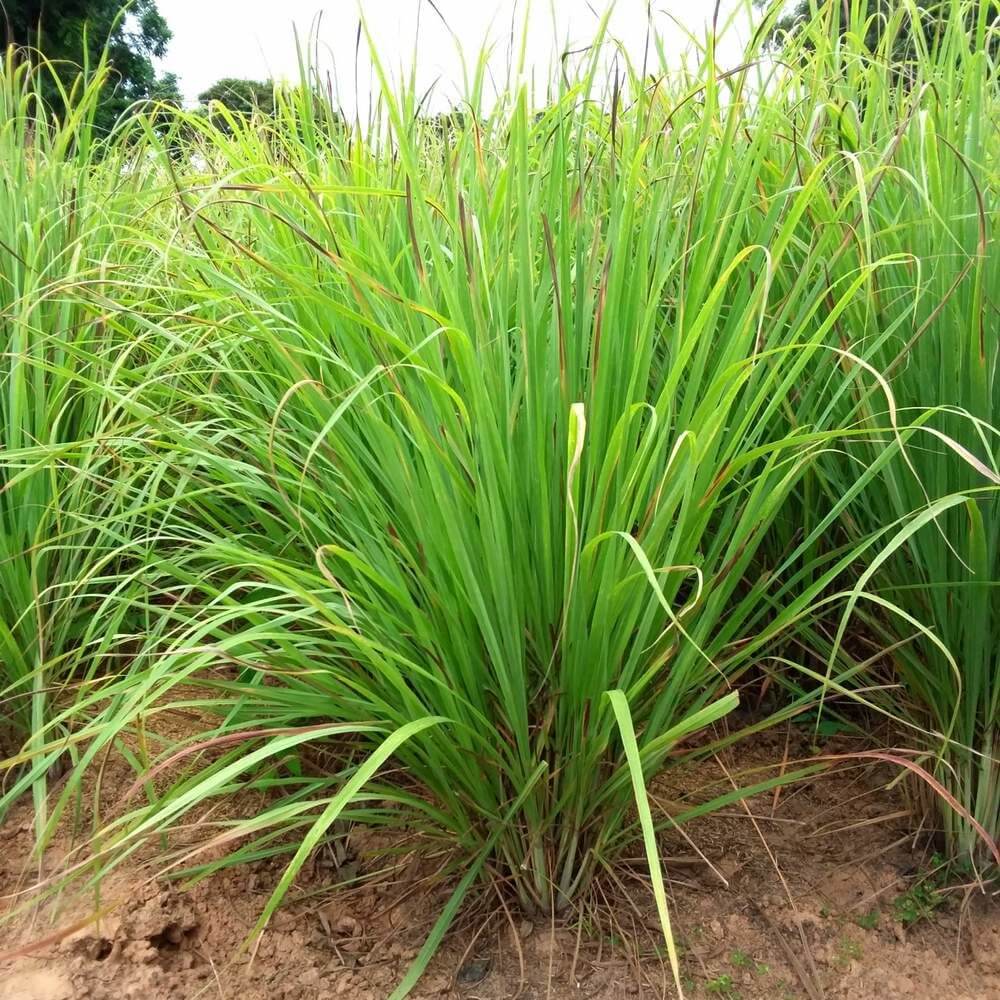 Tall Aromatic Lemongrass Seeds 