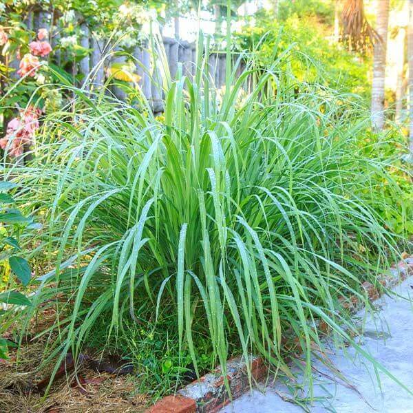 Tall Aromatic Lemongrass Seeds 