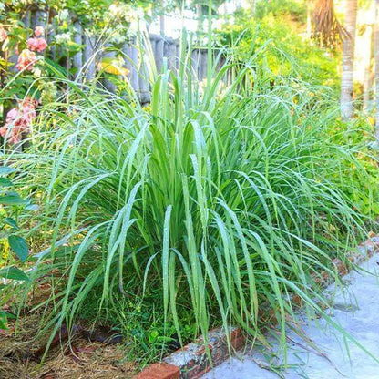 Tall Aromatic Lemongrass Seeds 