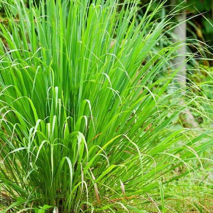 Tall Aromatic Lemongrass Seeds 
