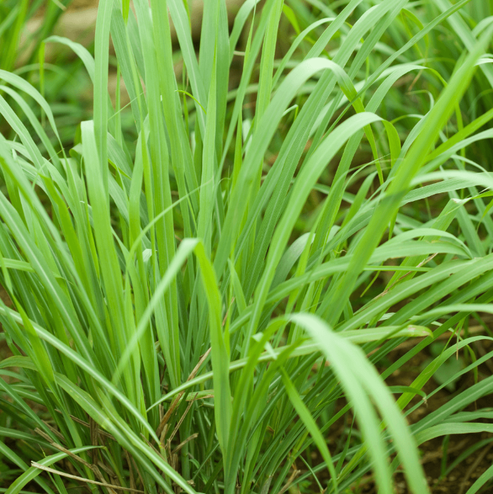 Tall Aromatic Lemongrass Seeds 