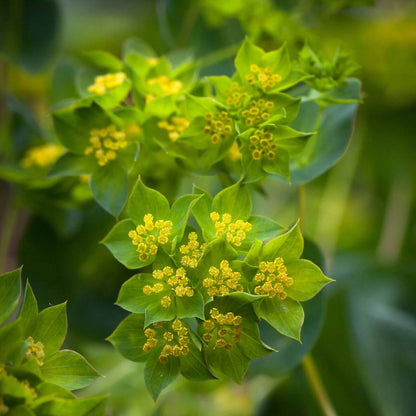 Tall Bupleurum Seeds