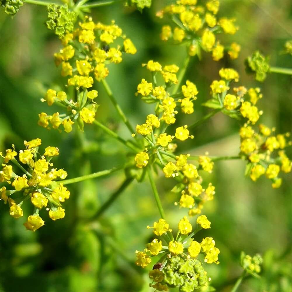 Tall Bupleurum Seeds
