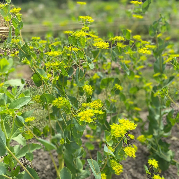 Tall Bupleurum Seeds