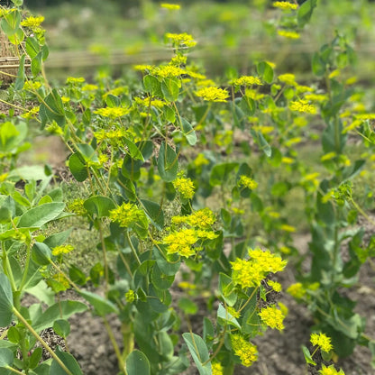 Tall Bupleurum Seeds