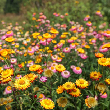 Tall Double Mix Strawflower seeds