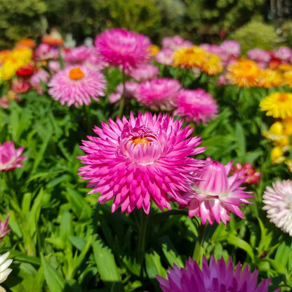 Tall Double Mix Strawflower seeds