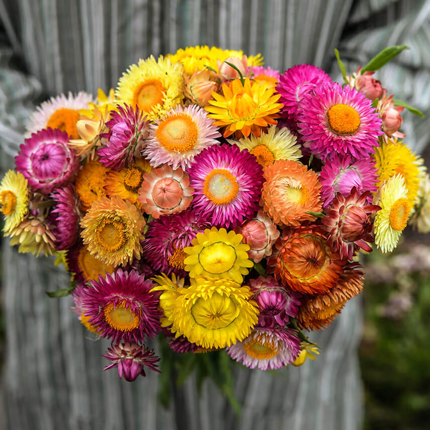 Tall Double Mix Strawflower seeds