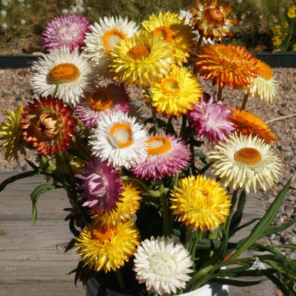 Tall Double Mix Strawflower seeds