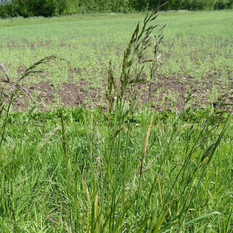 Tall Fescue Seeds - Ornamental Grass Seeds for Home Gardens