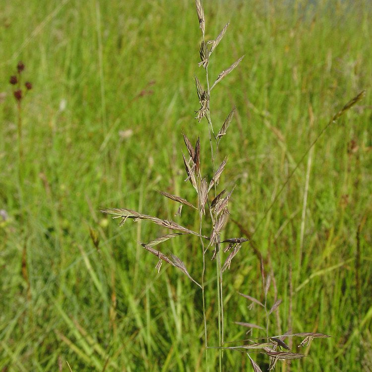 Tall Fescue Seeds - Ornamental Grass Seeds for Home Gardens