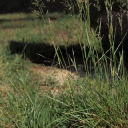 Tall Fescue Seeds - Ornamental Grass Seeds for Home Gardens