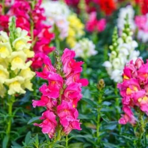 Tall Snap Dragon Mix