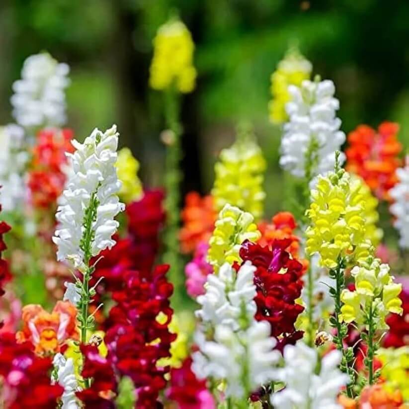 Tall Snap Dragon Mix