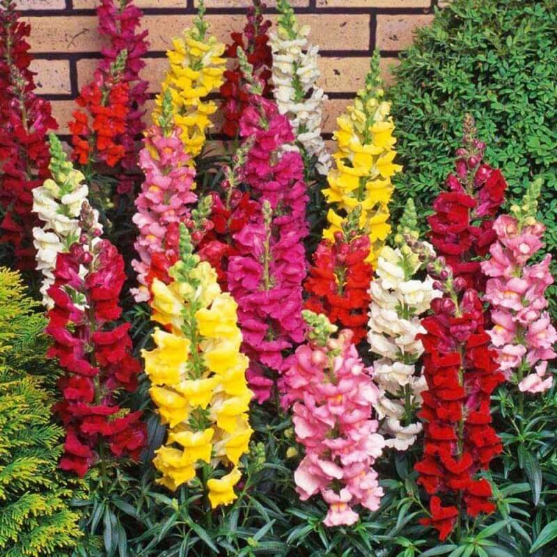 Tall Snap Dragon Mix