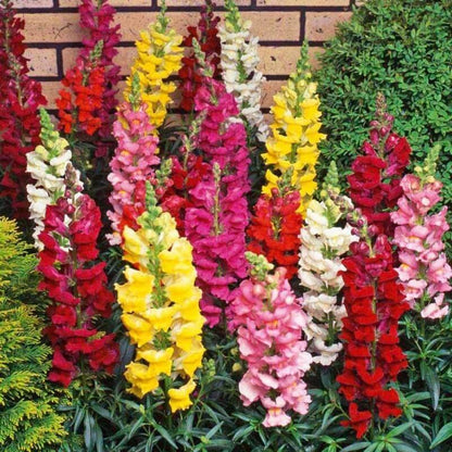 Tall Snap Dragon Mix
