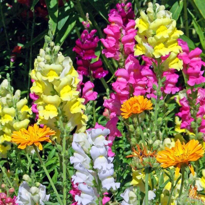 Tall Snap Dragon Mix