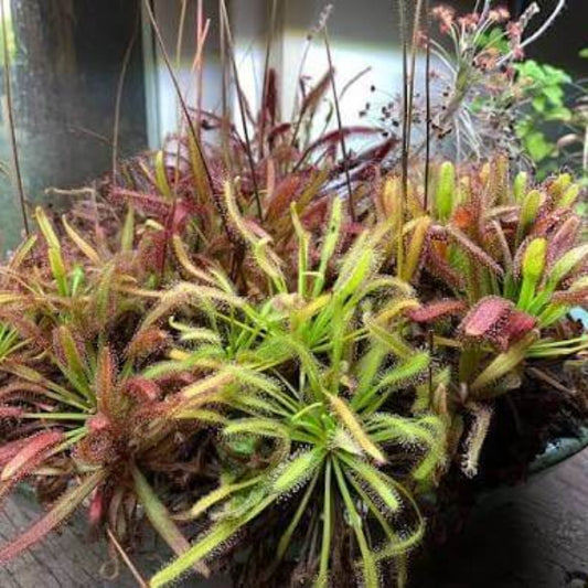 Tall Sundew Seeds