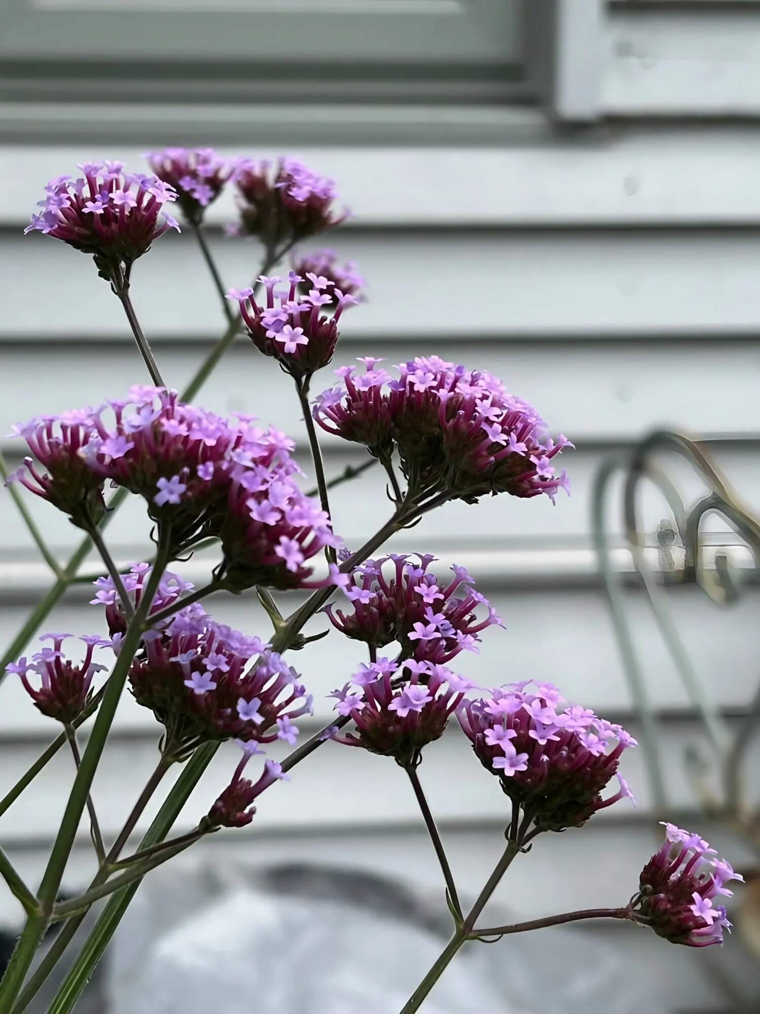 Tall Verbena Seeds - Flower Plant