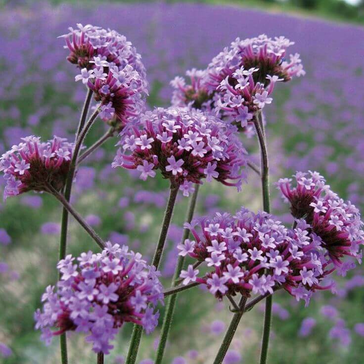 Tall Verbena Seeds - Flower Plant