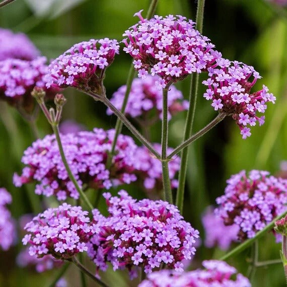 Tall Verbena Seeds - Flower Plant