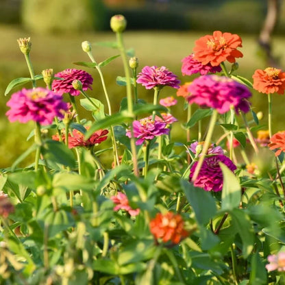 Tall zinnia seeds - Flower Plant