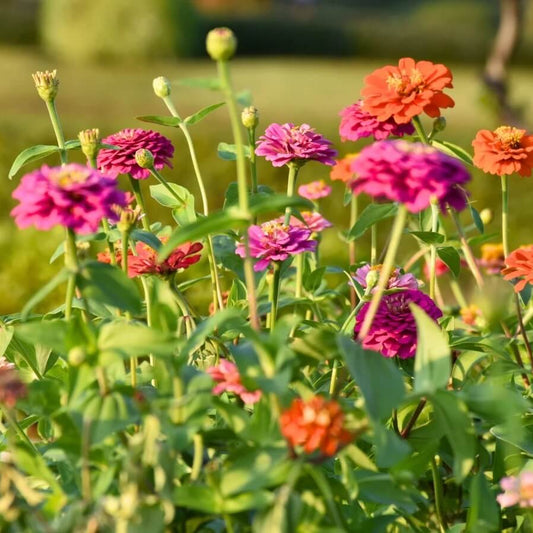 Tall zinnia seeds - Flower Plant