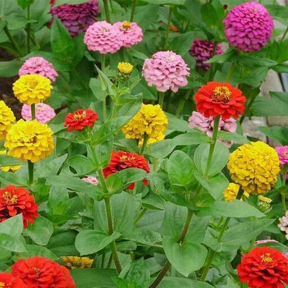 Tall zinnia seeds - Flower Plant