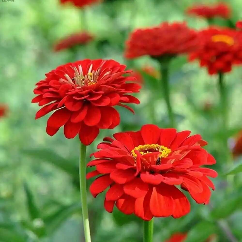 Tall zinnia seeds - Flower Plant