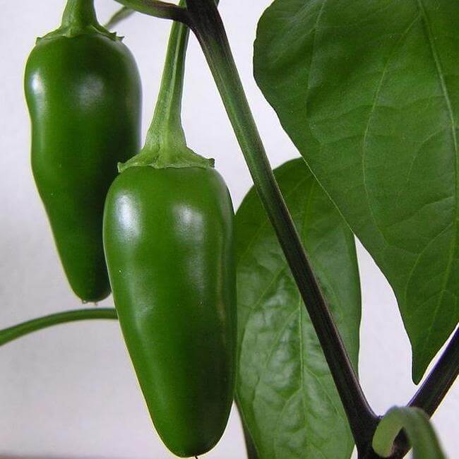 Tam jalapeno seeds - Vegetable Plant