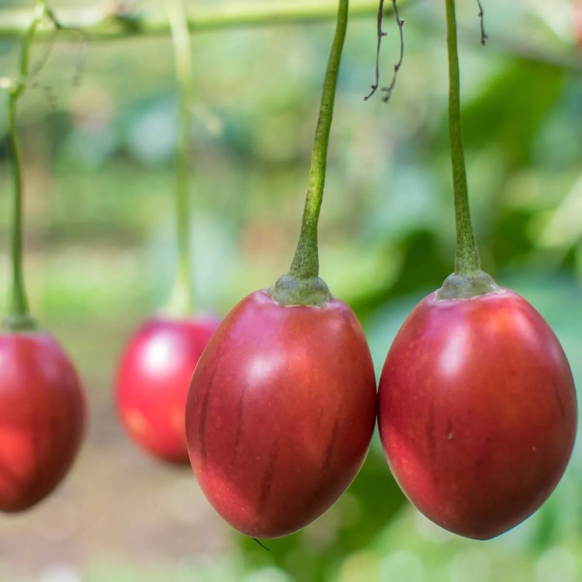 Tamarillo Seeds - Fruit Plant for Home Gardens