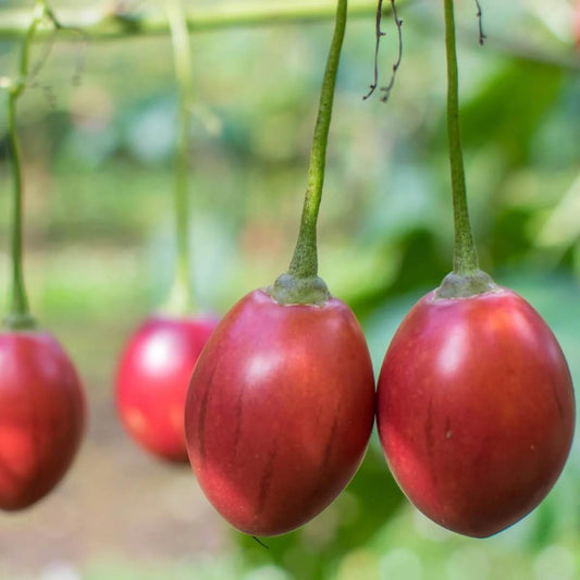 Tamarillo Seeds - Fruit Plant for Home Gardens