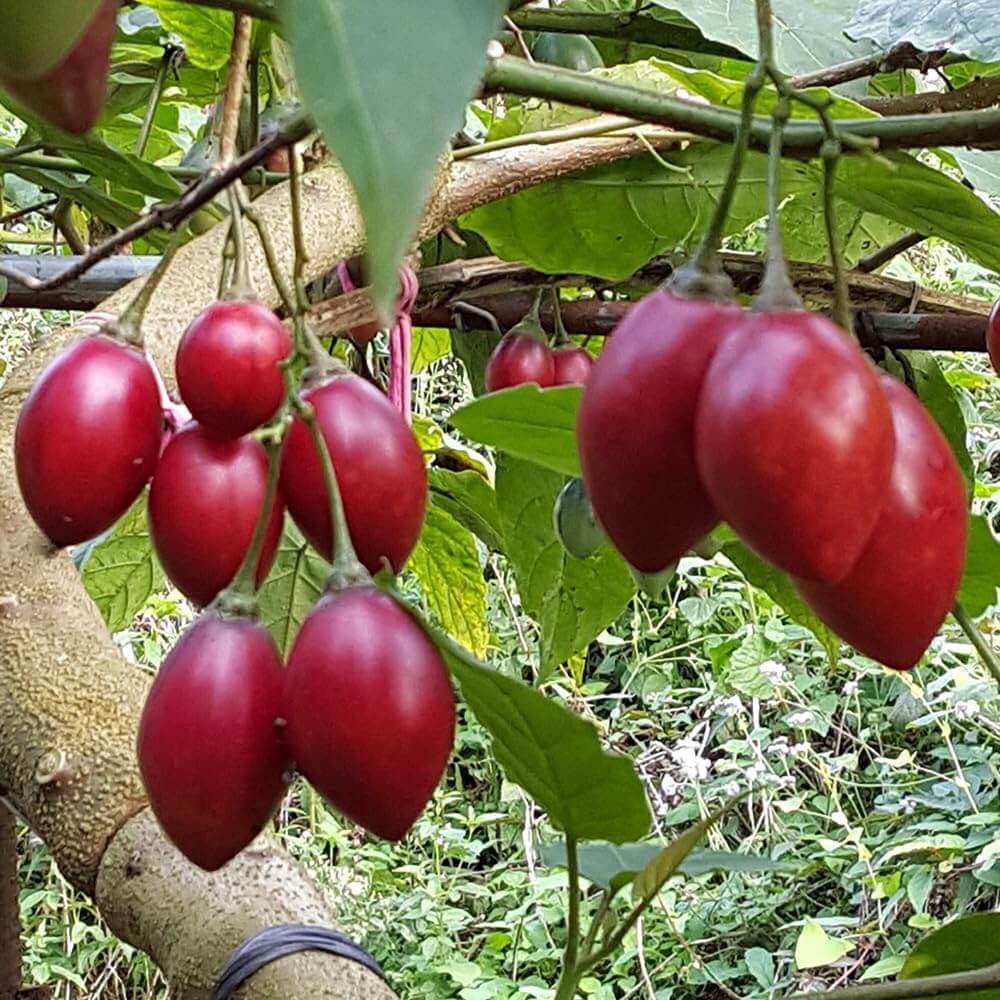 Tamarillo Seeds - Fruit Plant for Home Gardens