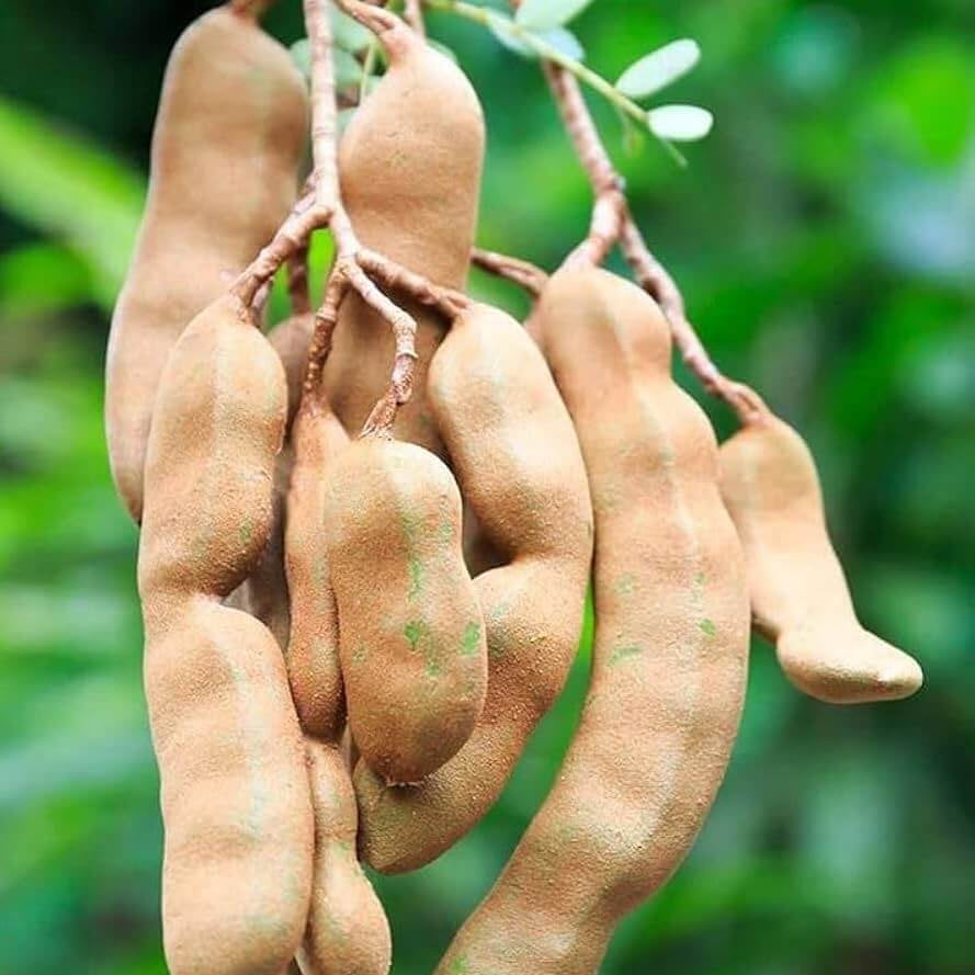 Tamarind seeds - Fruit Plant for Home Gardens
