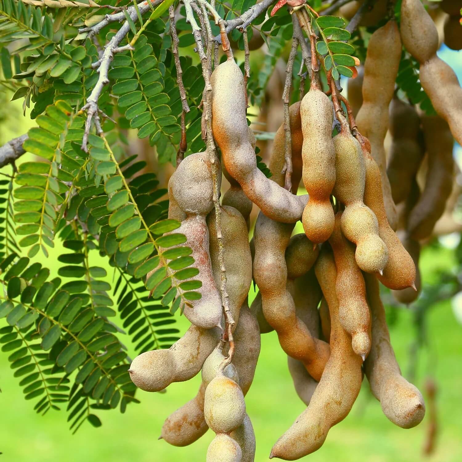 Tamarind seeds - Fruit Plant for Home Gardens