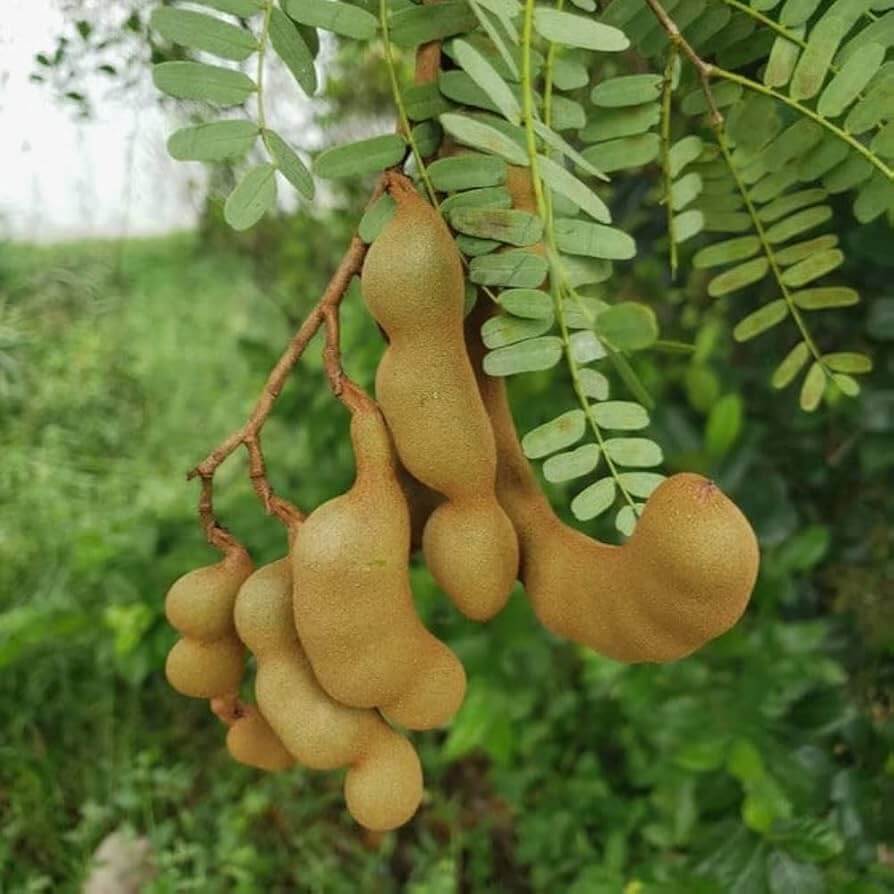 Tamarind seeds - Fruit Plant for Home Gardens